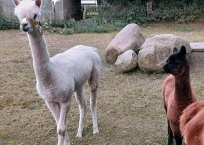 Apartmán Mareike Hanerau-Hademarschen